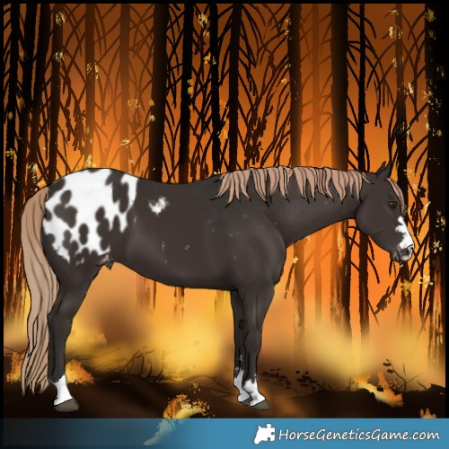 Horse Color:Liver Chestnut Blanket