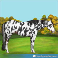 Horse Color:Liver Chestnut Leopard 