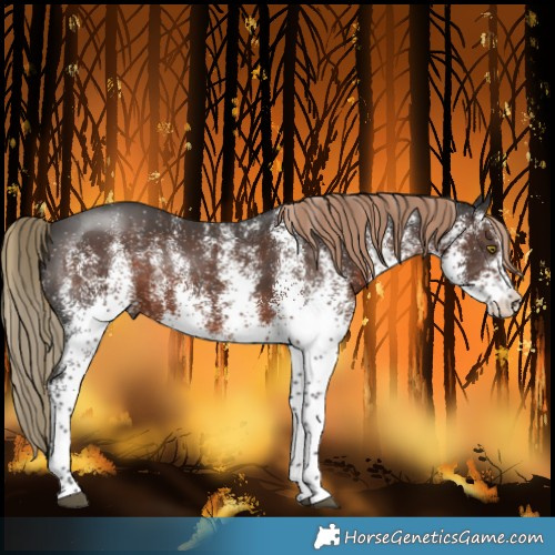 Horse Color:White Spotted Liver Chestnut 