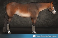 Horse Color:Bay and Bay