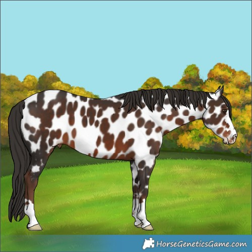 Horse Color:Liver Chestnut Near Leopard 