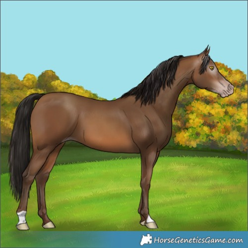 Horse Color:Gray Amber Champagne 