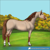Horse Color:Red Dun