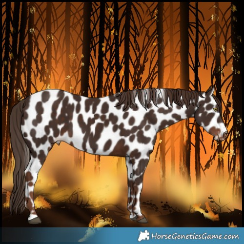 Horse Color:Liver Chestnut Leopard 
