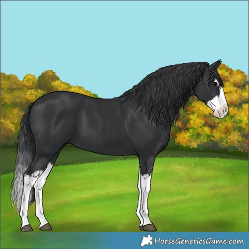 Horse Color:Black Splash and Black Splash