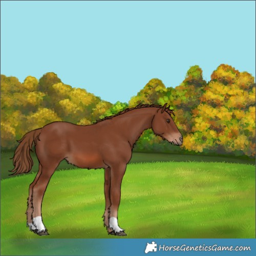 Horse Color:Chestnut 