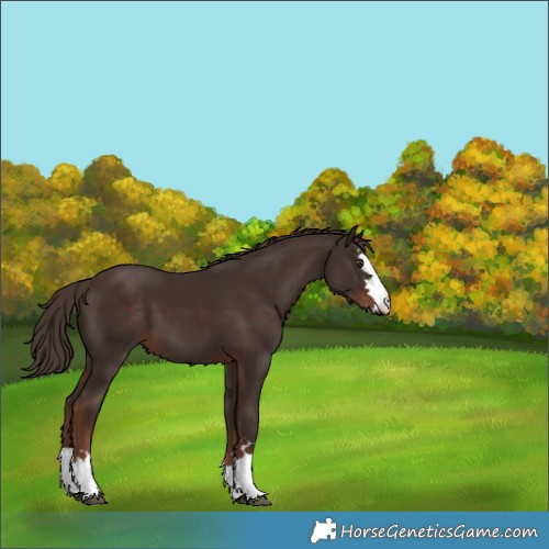 Horse Color:Liver Chestnut 