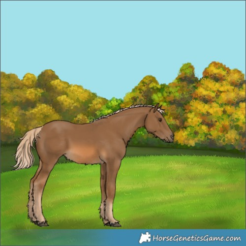 Horse Color:Chocolate Palomino 