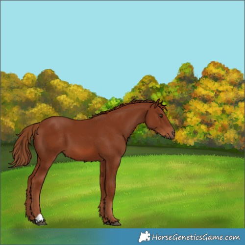 Horse Color:Chestnut 