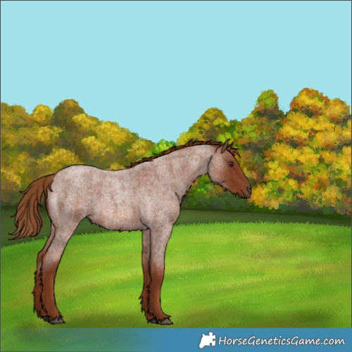 Horse Color:Red Roan 