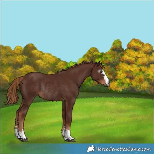 Horse Color:Gray Chestnut Rabicano