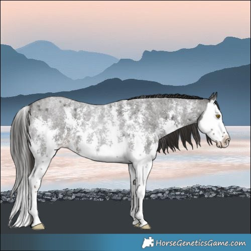 Horse Color:Liver Red Roan Sabino Splash