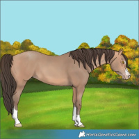 Horse Color:Amber Champagne