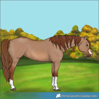 Horse Color:Red Dun 
