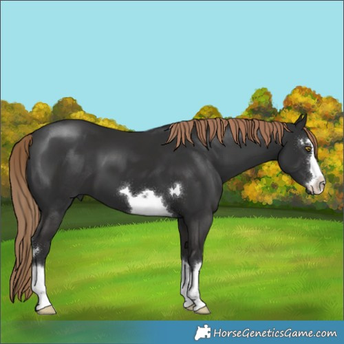 Horse Color:Liver Chestnut 