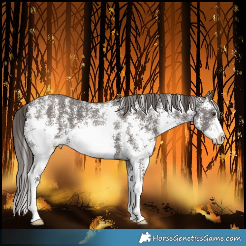 Horse Color:Liver Chestnut Sabino