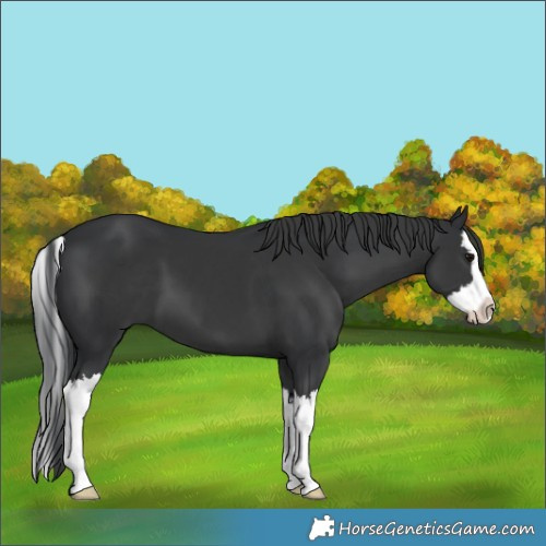 Horse Color:Black Splash