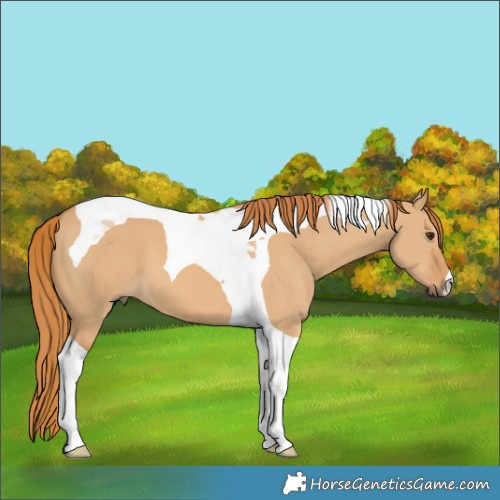 Horse Color:Red Dun Tobiano 