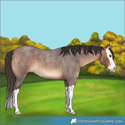 Horse Color:Bay Roan Splash