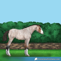 Horse Color:Bay Roan 