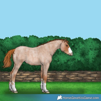 Horse Color:Red Roan 