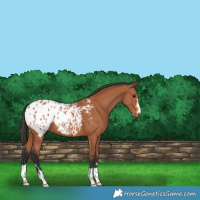 Horse Color:Bay Blanket 