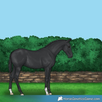 Horse Color:Black 