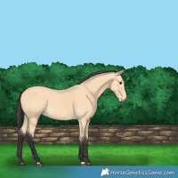 Horse Color:Buckskin 