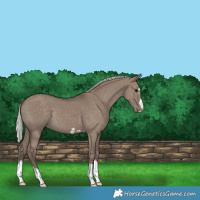 Horse Color:Silver Grullo