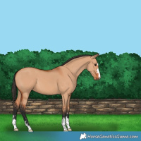 Horse Color:Bay Dun