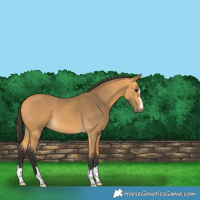 Horse Color:Buckskin 