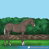 Horse Color:Silver Black 