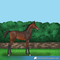 Horse Color:Bay 