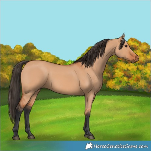 Horse Color:Bay Dun