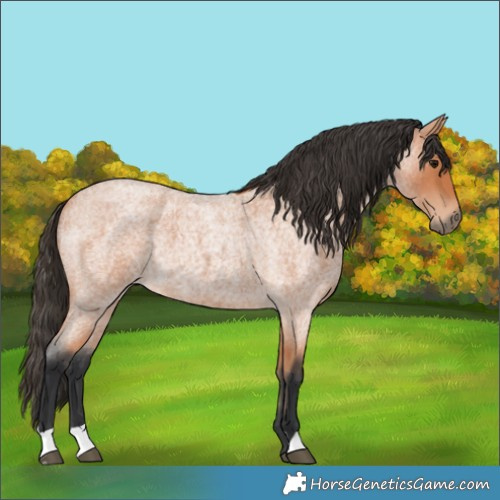 Horse Color:Bay Roan