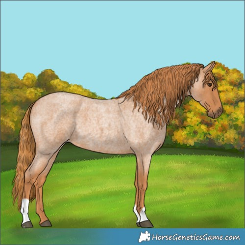 Horse Color:Red Roan 