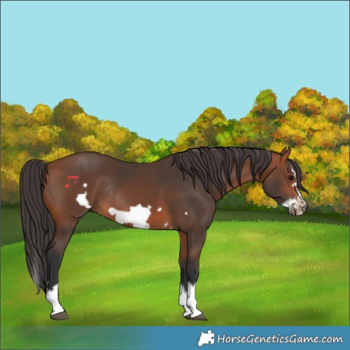 Horse Color:Bay Splash Frame Rabicano