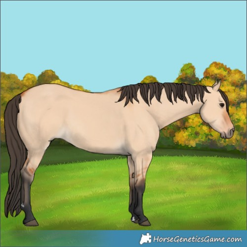 Horse Color:Bay Dun