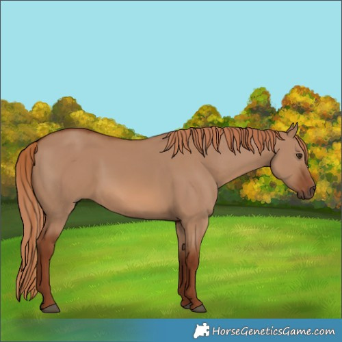 Horse Color:Red Dun