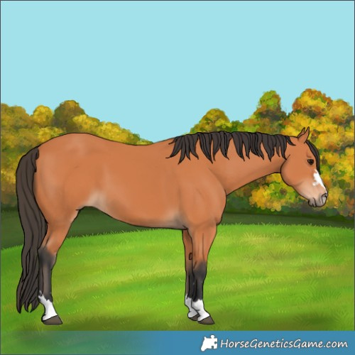 Horse Color:Bay 