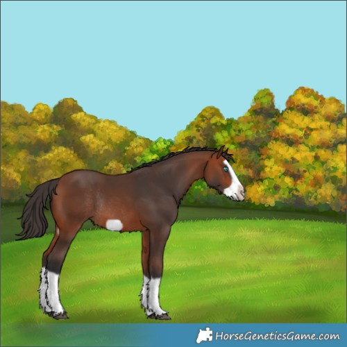 Horse Color:Bay Splash Frame Rabicano 