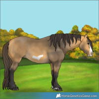 Horse Color:Buckskin Splash Frame Rabicano 