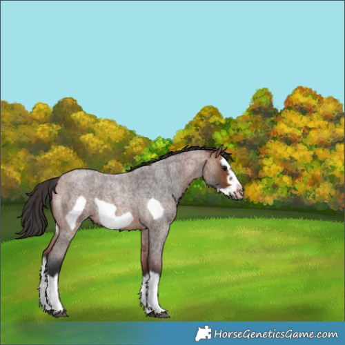 Horse Color:Bay Roan Splash Frame Rabicano 