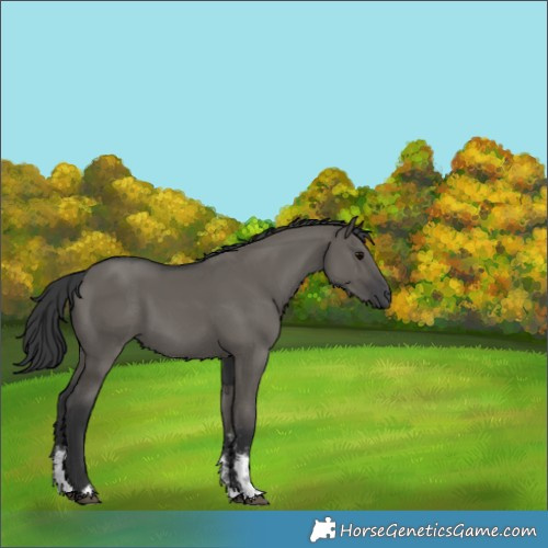 Horse Color:Grullo Sabino Rabicano 