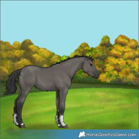 Horse Color:Grullo Sabino Rabicano