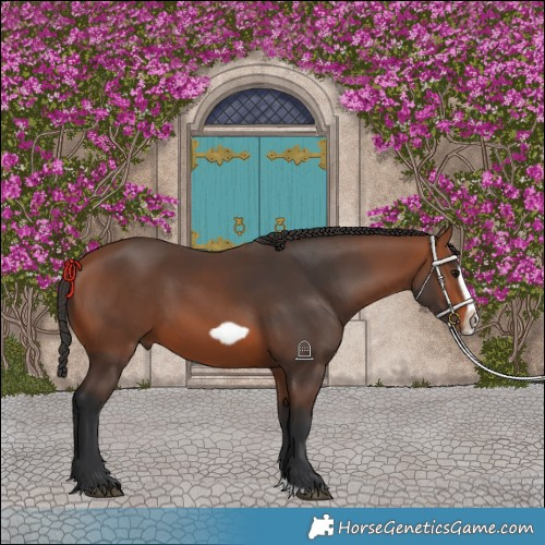 Horse Color:Bay Splash Frame Rabicano 
