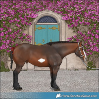 Horse Color:Bay Splash Frame Rabicano