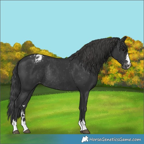 Horse Color:Black Varnish Rabicano 