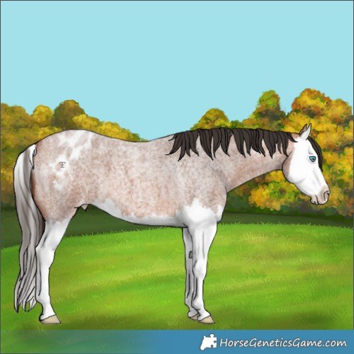 Horse Color:Bay Roan Splash Appaloosa