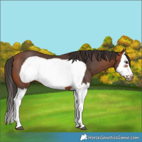Horse Color:Bay Splash Frame Rabicano